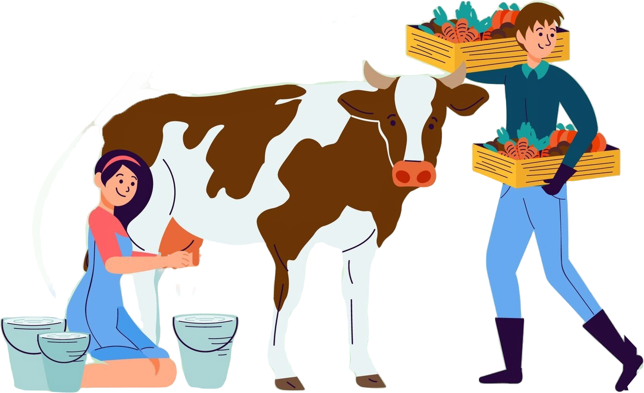 Milk collection from healthy cattle